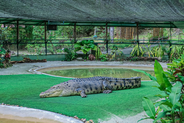 Crocodile Adventureland Langkawi