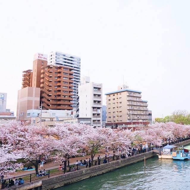 ทางผ่านดอกซากุระ ที่โอซาก้า (Sakura no toorinuke)🌸