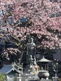 【密蔵院/埼玉県】満開の桜を早めに見られる「安行桜」