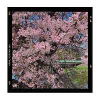 【日和山公園】櫻花 🌸 共度美好時光