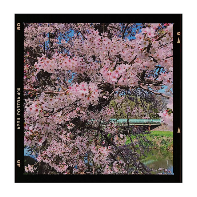 【日和山公園】櫻花 🌸 共度美好時光