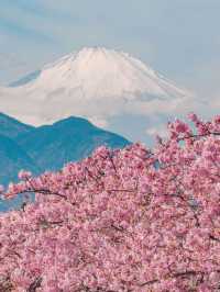 Matsuda Sakura Festival ชมซากุระบานก่อนที่สวยสุด