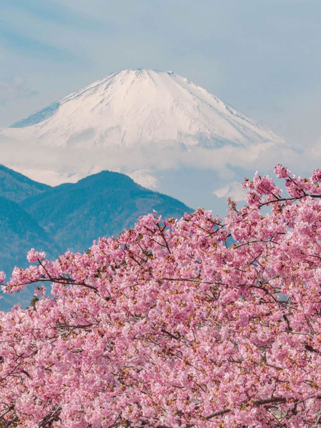 Matsuda Sakura Festival ชมซากุระบานก่อนที่สวยสุด