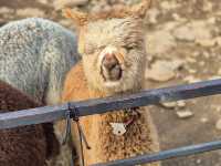 A Day at Alpaca World