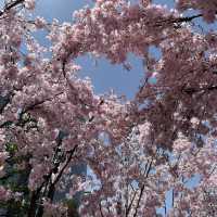 名古屋駅で気軽にお花見を楽しめる無料スポット🩷🌸🩷