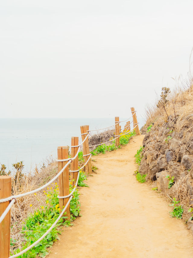 🌼제주 동쪽 유채+바다+노을 명소 [서우봉]☀️