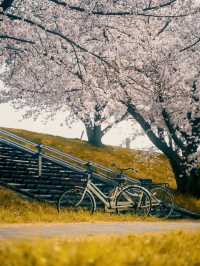 아카바네 사쿠라츠츠미 공원 🌸