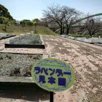名古屋市の桜名所「荒子川公園」