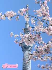 【📍隅田公園】スカイツリー✖️桜