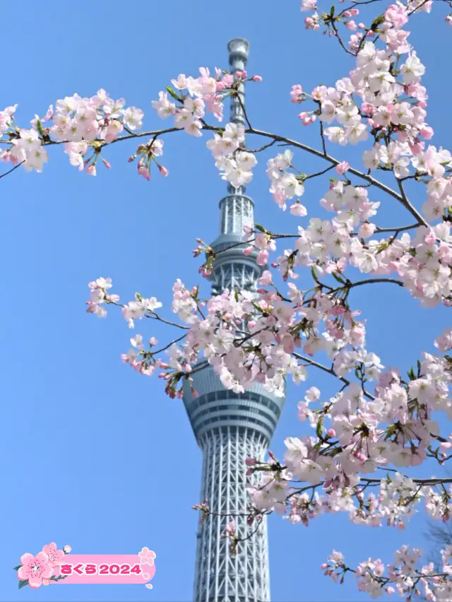 【📍隅田公園】スカイツリー✖️桜