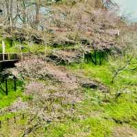 桜淵公園