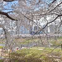 벚꽃 여행 무조건 지금 떠나세요!