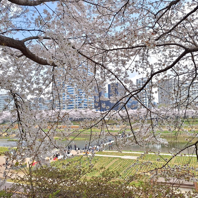 벚꽃 여행 무조건 지금 떠나세요!