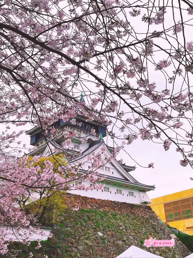 【北九州イベント】小倉城の桜まつり🌸