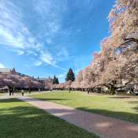 Cherry Blossoms in Seattle