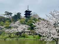 🌸Blooming season in Sankei Garden