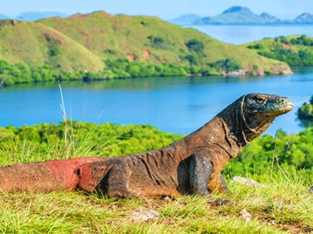 Komodo National Park