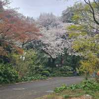 Chasing Japan Cherry Blossom Version 2024