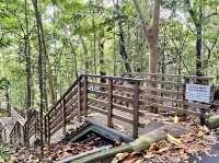 Tree Top Walk