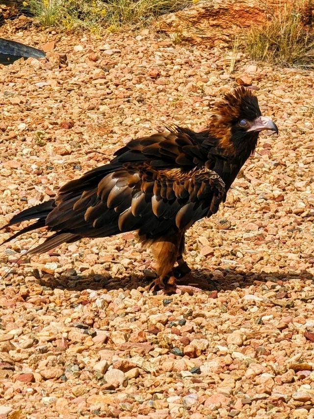 Alice Springs Desert Park