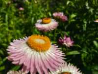  A must-visit for flower enthusiasts. 