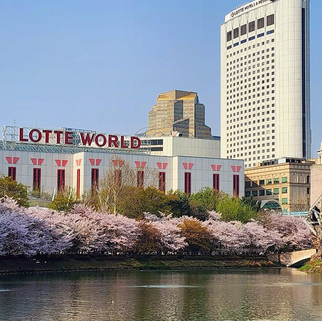 Beautiful Cherry Blossom of Lotte World Tower