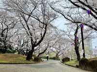 【東京】飛鳥山公園：櫻花🌸賞景，3月底-4月上旬最佳