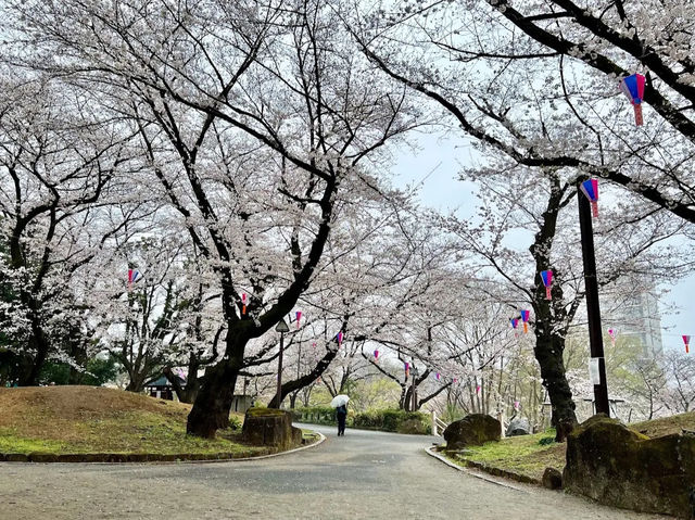 【東京】飛鳥山公園：櫻花🌸賞景，3月底-4月上旬最佳