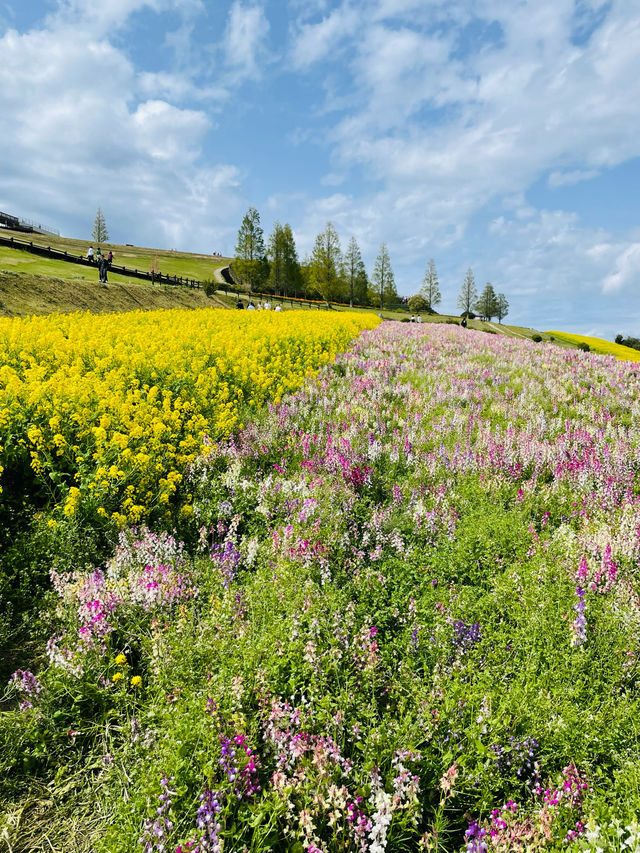 【兵庫県】あわじ花さじきで春のお花畑を愛でよう！