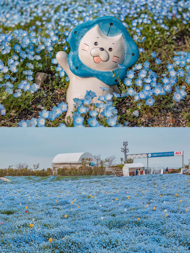 Osaka Maishima Seaside Park ทุ่งดอกเนโมฟีลาโอซาก้า