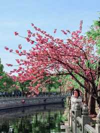 Cherry Blossom in WUXI 