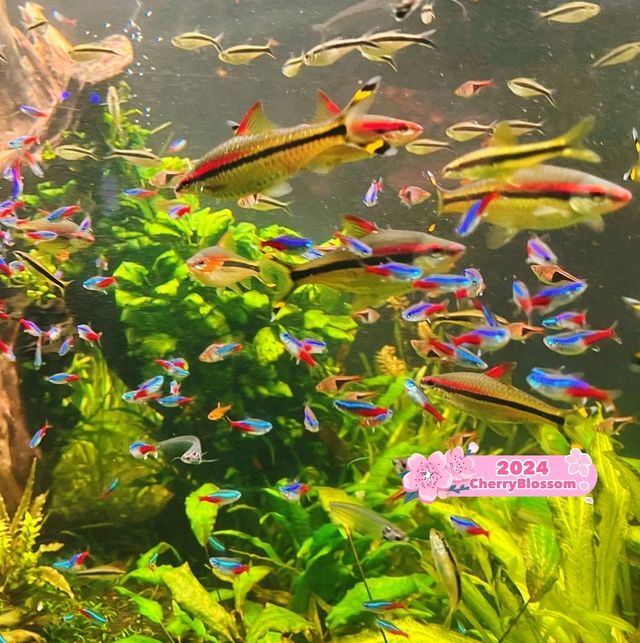 Sea Life Busan Aquarium in Korea 