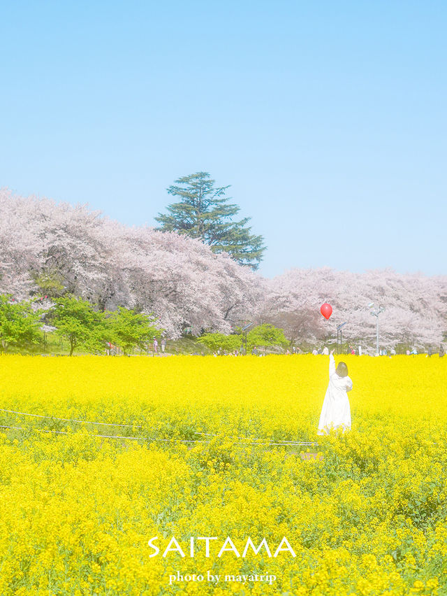 菜の花 / 桜の共演　ソメイヨシノ1キロ！【埼玉】