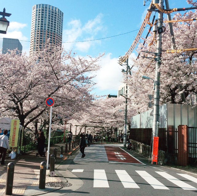 🌸中目黒桜🌸食べ歩き🚶‍♀️