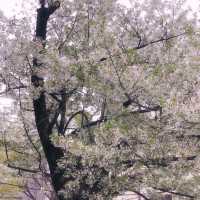 目黒川の桜まつり