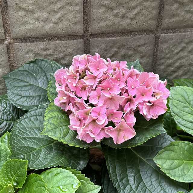 賞花好去處😍天水圍公園