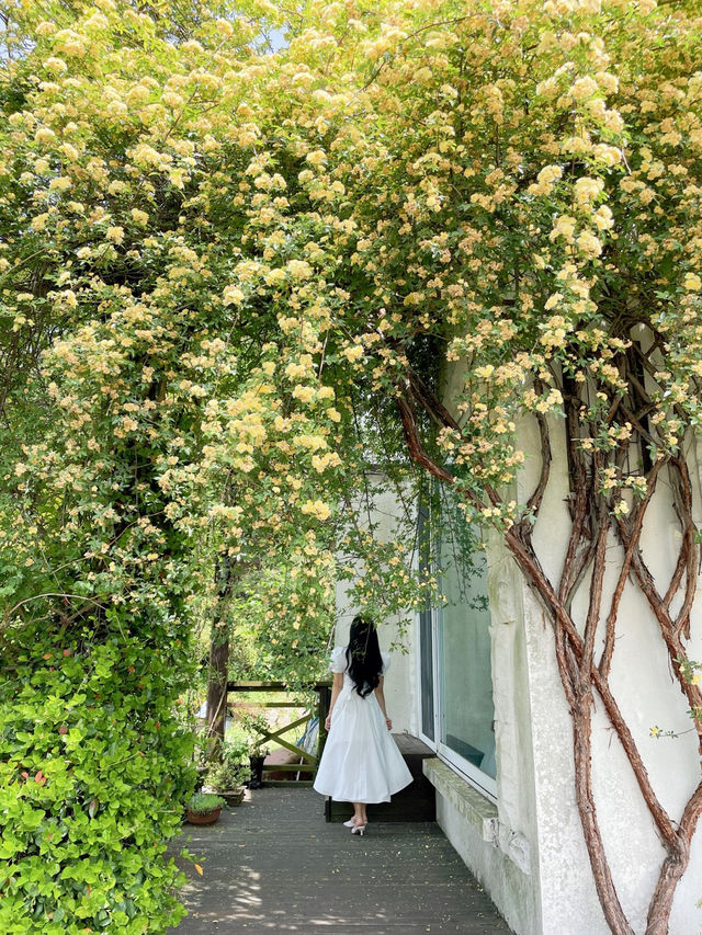 🌼여수에서 제일 예쁜 목향장미 포토존!!!
