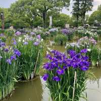 【福岡観光】6月になるとお目見えする花手水