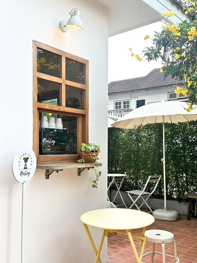 🥤Molley Coffee Stand