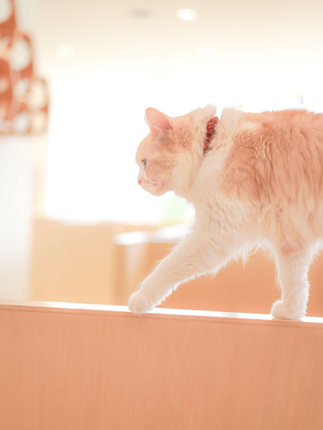 【東京/町田】雨の日も関係ない🐱ねこカフェで癒されよう🥹