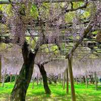 【福岡観光】藤の花のアーチが圧巻