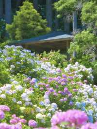 【千葉】どっから見ても紫陽花だらけ😍 250品種・10,000株以上の紫陽花がお出迎え✨
