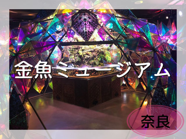 【金魚とアート】日本三大金魚の産地奈良県
