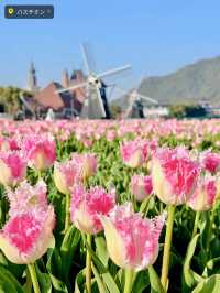 【絶景】まるで春のヨーロッパ🌷100万本のチューリップ祭2024✨️