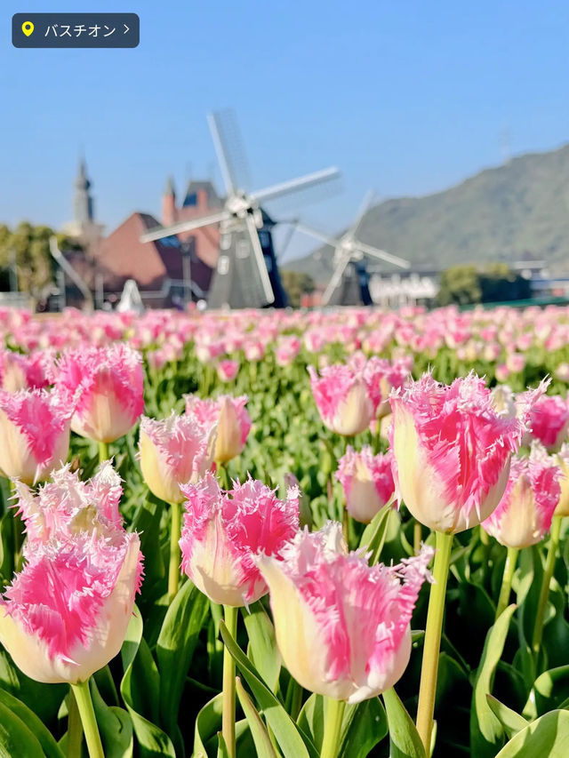 【絶景】まるで春のヨーロッパ🌷100万本のチューリップ祭2024✨️