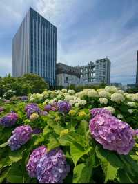 【東京】カラフルな紫陽花がかわいい🤍おすすめ紫陽花スポット💜