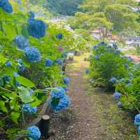 【長野県/岡谷市　色鮮やかな紫陽花が一面に広がる先には諏訪湖が見える絶景スポット✨】