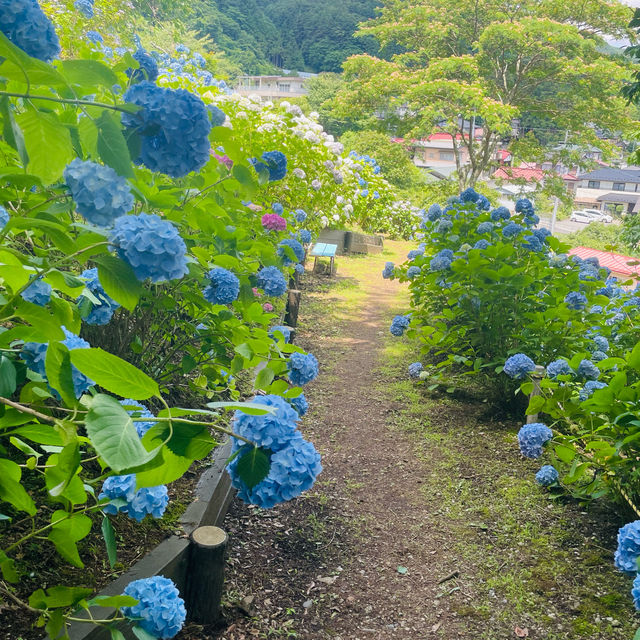 【長野県/岡谷市　色鮮やかな紫陽花が一面に広がる先には諏訪湖が見える絶景スポット✨】