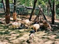 The Jinyangho Zoo 진양호동물원