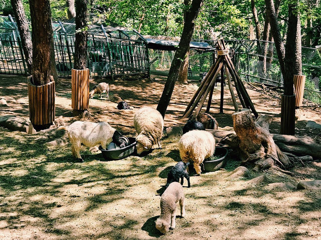 The Jinyangho Zoo 진양호동물원